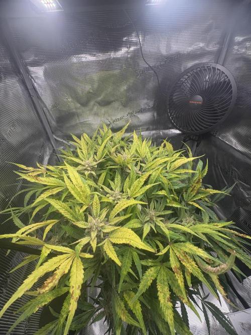 Cherry Cola Auto RF3. Week 8
