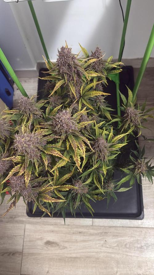 Purple Lemonade Auto. Week 9