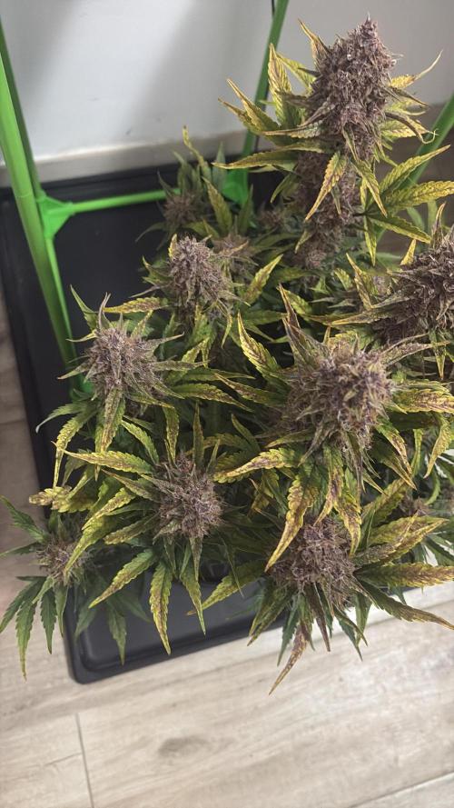 Purple Lemonade Auto. Week 9