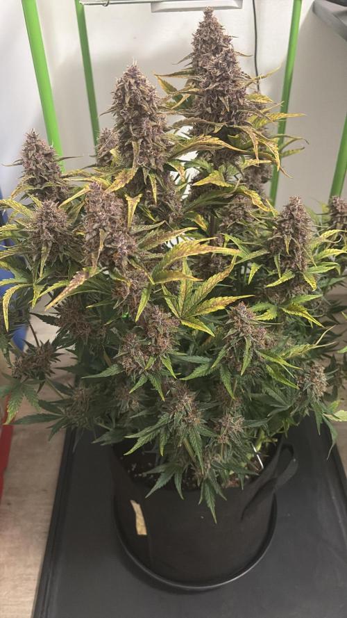 Purple Lemonade Auto. Week 9
