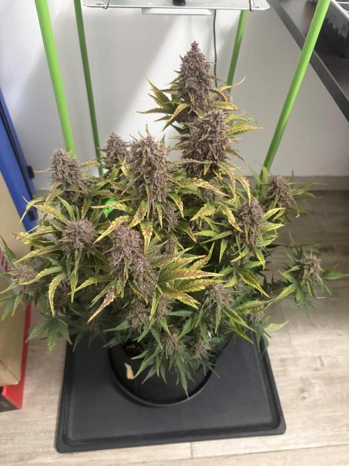 Purple Lemonade Auto. Week 9