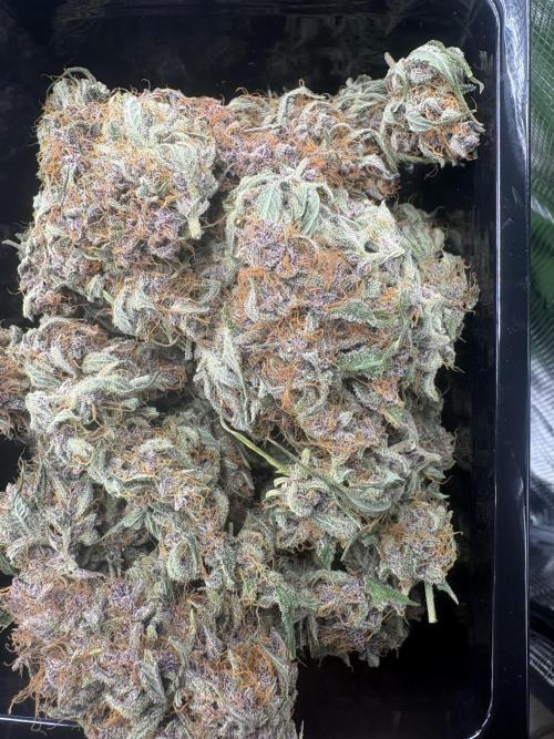 Purple Lemonade Auto. Week 9