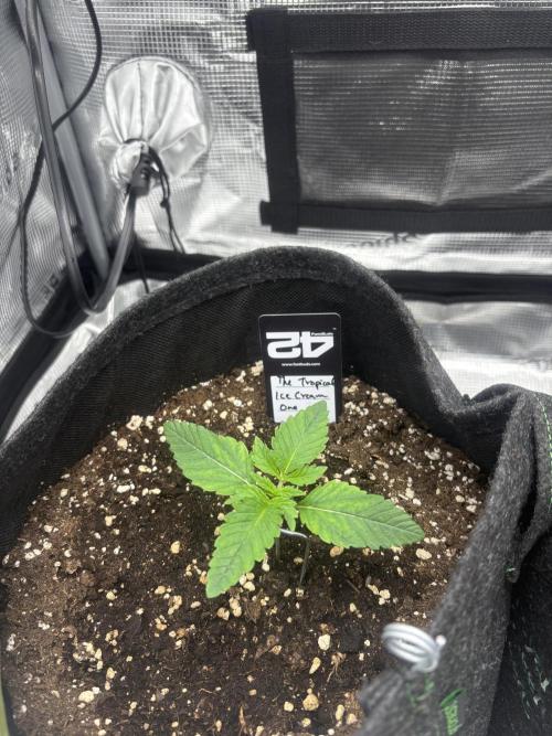 Scenario. Week 1