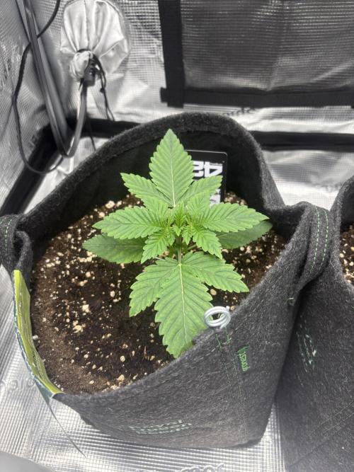 Scenario. Week 1