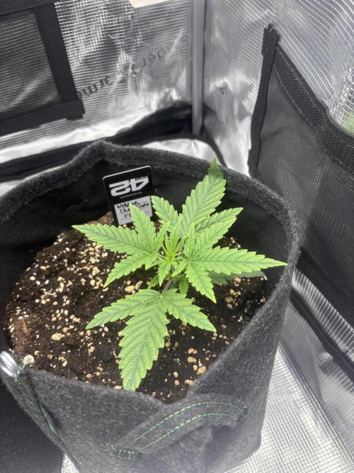 Scenario. Week 1
