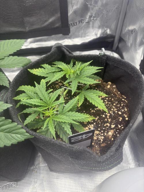 Scenario. Week 3