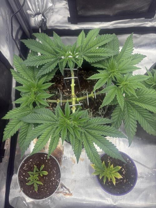 Scenario. Week 4