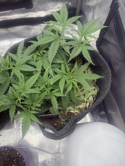Scenario. Week 4