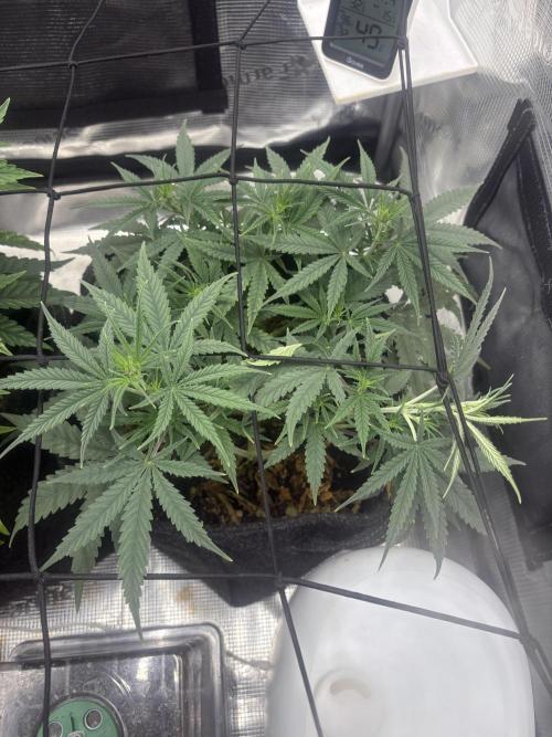 Scenario. Week 6