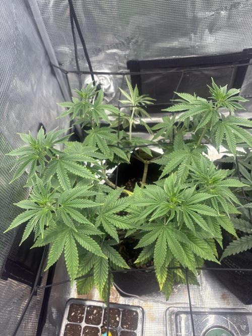 Scenario. Week 6
