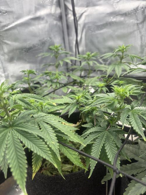 Scenario. Week 7