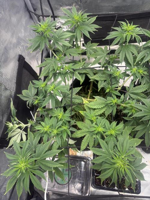 Scenario. Week 7