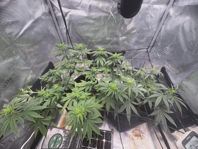 Scenario. Week 7