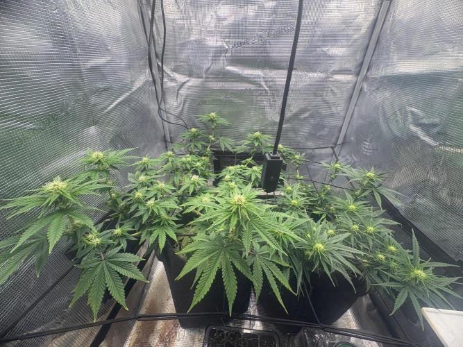 Scenario. Week 8