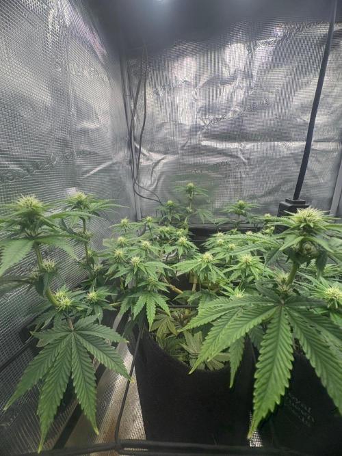Scenario. Week 8