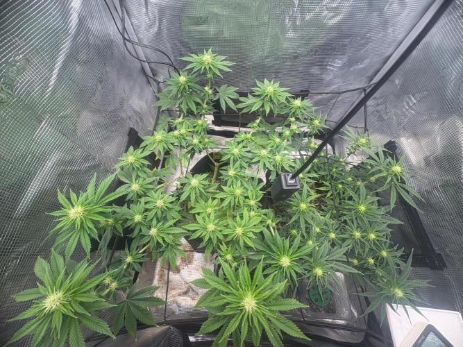 Scenario. Week 8
