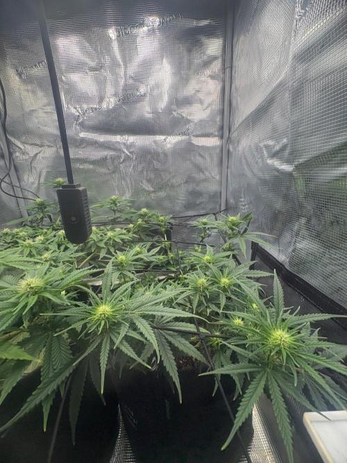 Scenario. Week 8