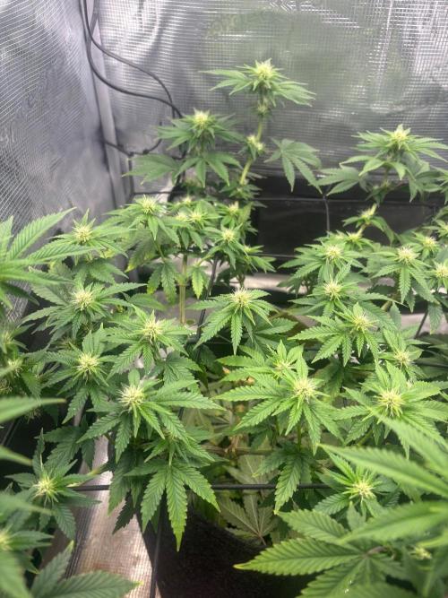 Scenario. Week 8