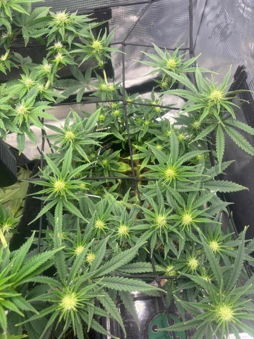 Scenario. Week 8