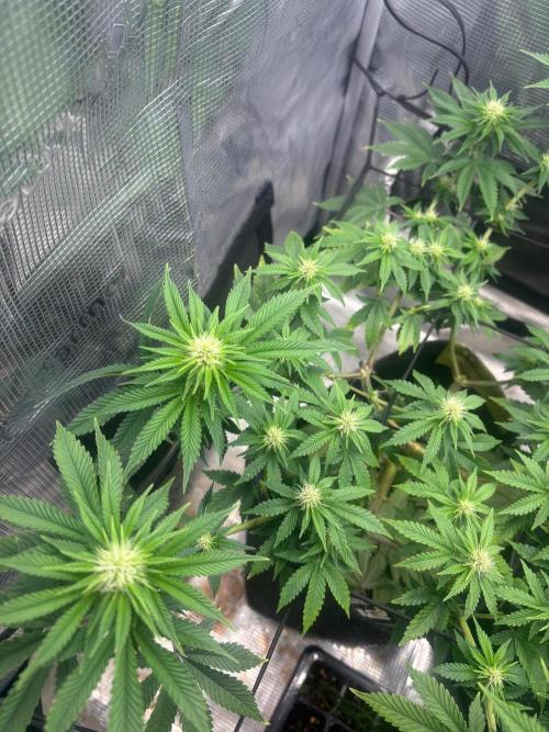 Scenario. Week 8