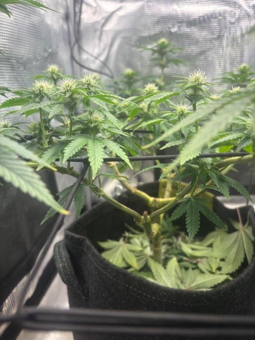 Scenario. Week 8