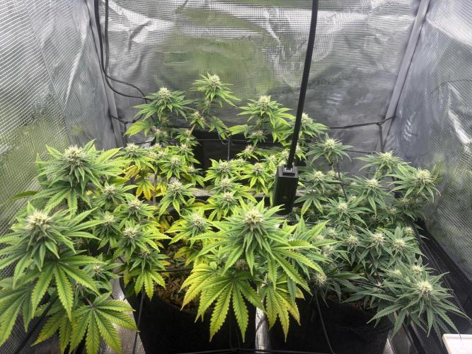 Scenario. Week 9