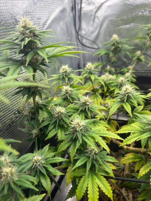 Scenario. Week 9