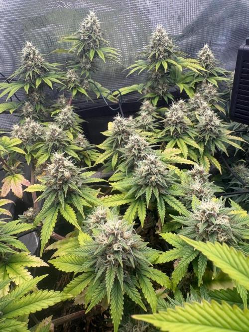 Scenario. Week 11