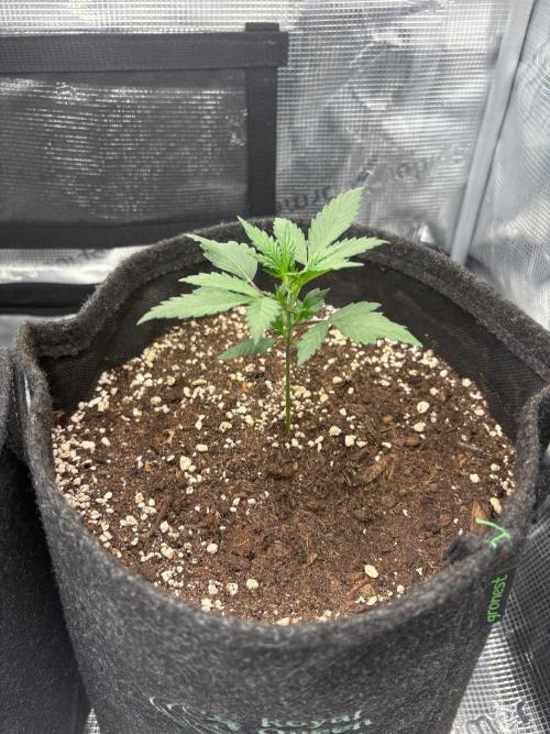 Garfield. Week 2