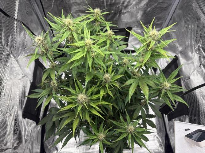 Purple Lemonade Auto. Week 5 - Day 38