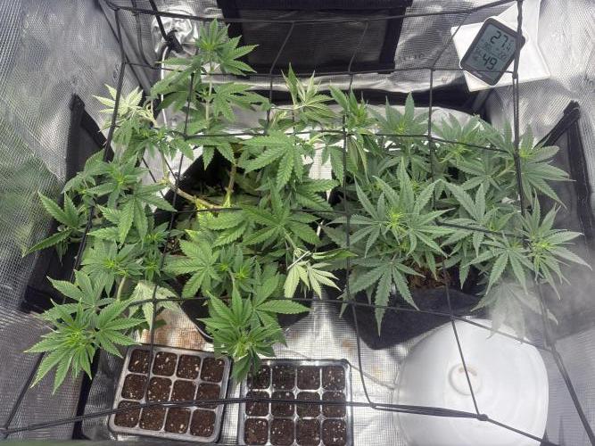 Scenario. Week 6