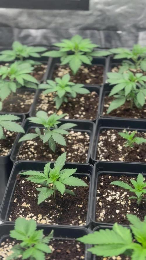 Diario French indoor seed 2026