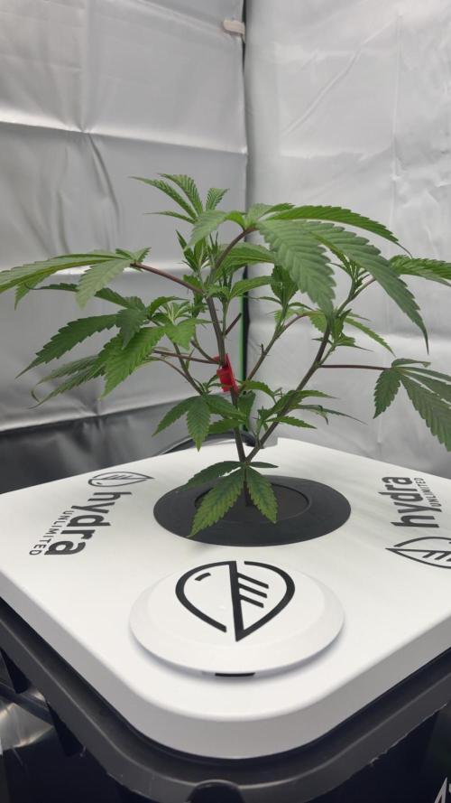 Black Powdered - RDWC. Week 2 - Early veg. Began light LST to open structure and slow vertical growth.