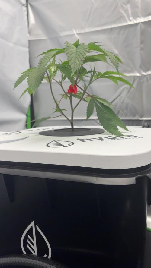 Black Powdered - RDWC. Week 2 - Stem starting to thicken and lateral growth starting to show 