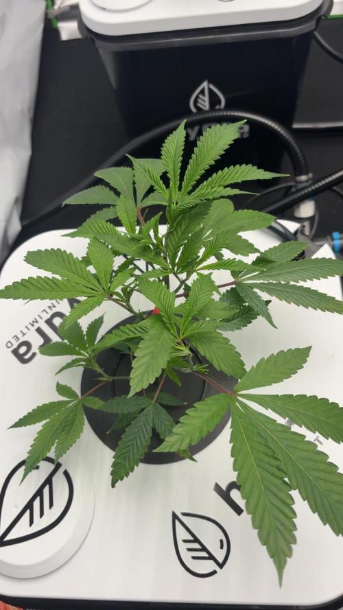 Black Powdered - RDWC. Week 2 - Even leaf color and steady growth across nodes