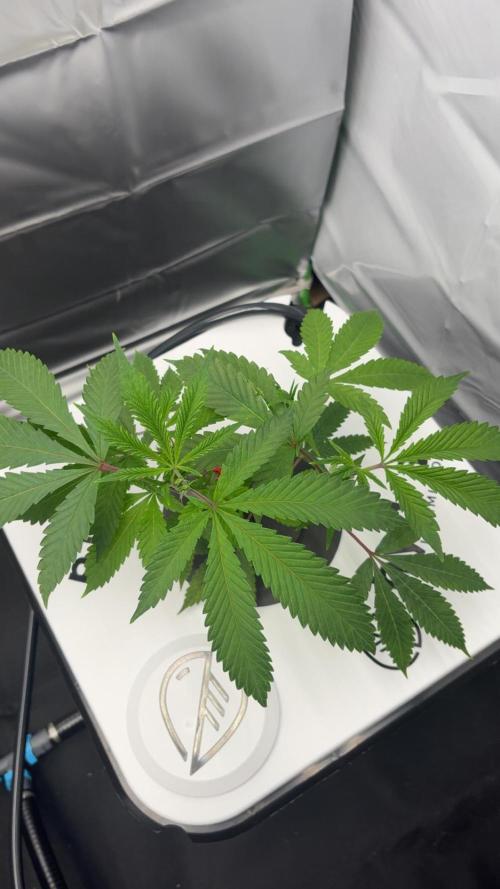 Black Powdered - RDWC. Week 2 - Canopy starting to spread. Responding well to the bump in EC