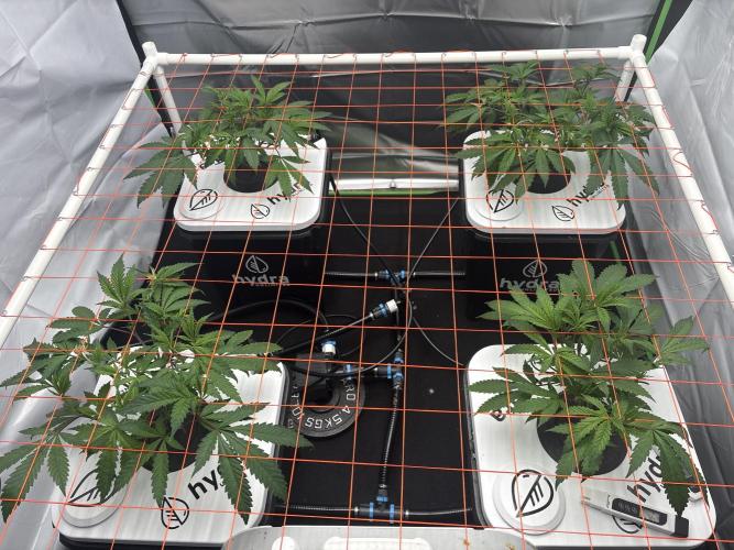 Black Powdered - RDWC. Week 3 - Added the trellis last night