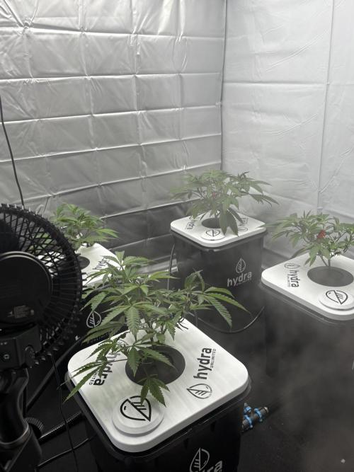 Black Powdered - RDWC. Week 3 - Had some PH drift this week, CaMg deficiency. Caught it early, corrected. 