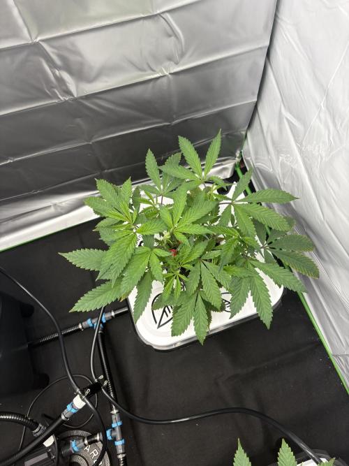 Black Powdered - RDWC. Week 3 - Lst doing its job