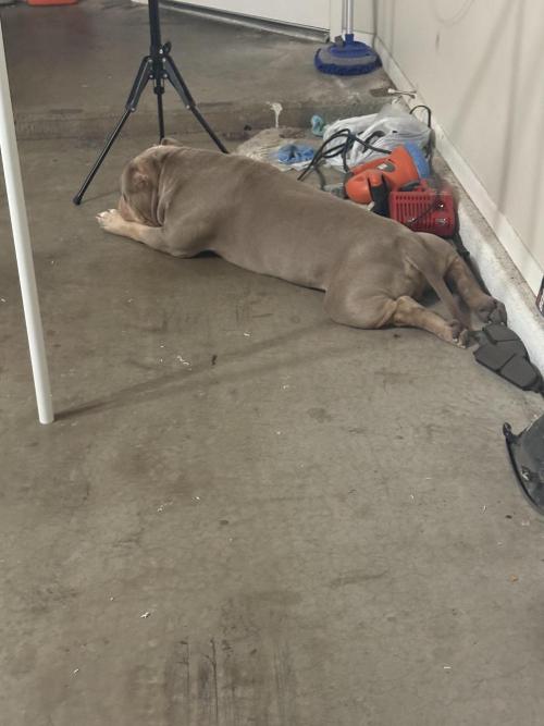 Black Powdered - RDWC. Week 4 - My assistant slacking on the job