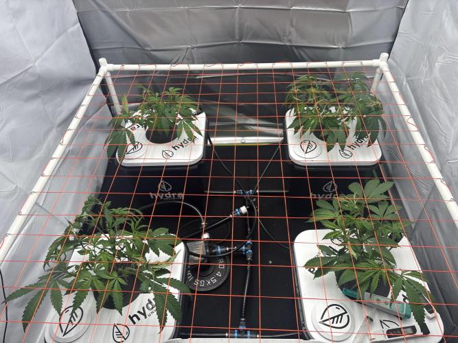 Black Powdered - RDWC. Week 4 - After the install.