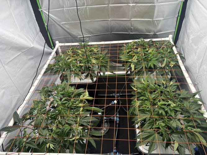 Black Powdered - RDWC. Week 4 - And as of today 1 week later