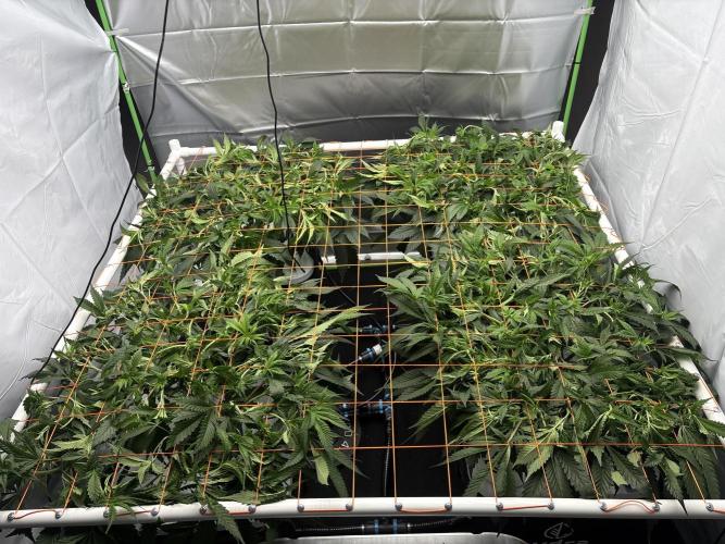 Black Powdered - RDWC. Week 5 - Crazy what 2 weeks in a trellis net can do when your environment is right