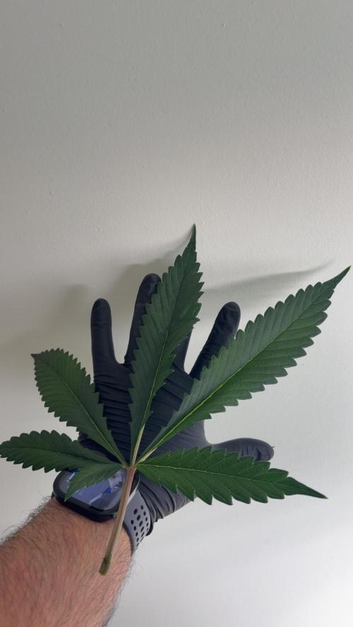 Black Powdered - RDWC. Week 5