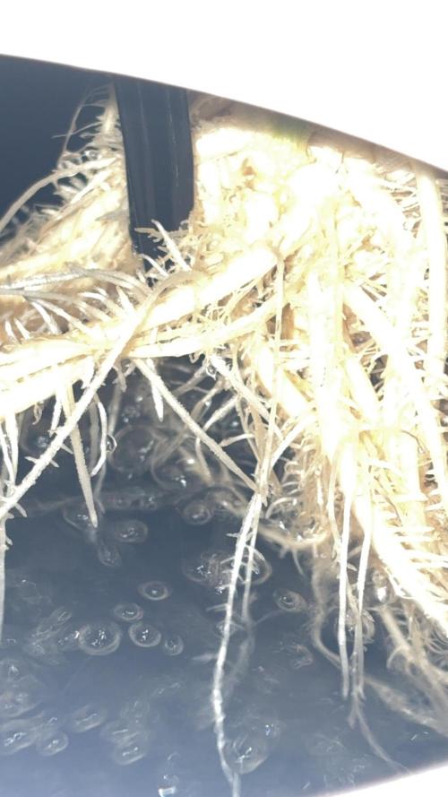 Black Powdered - RDWC. Week 5 - Roots thick and happy