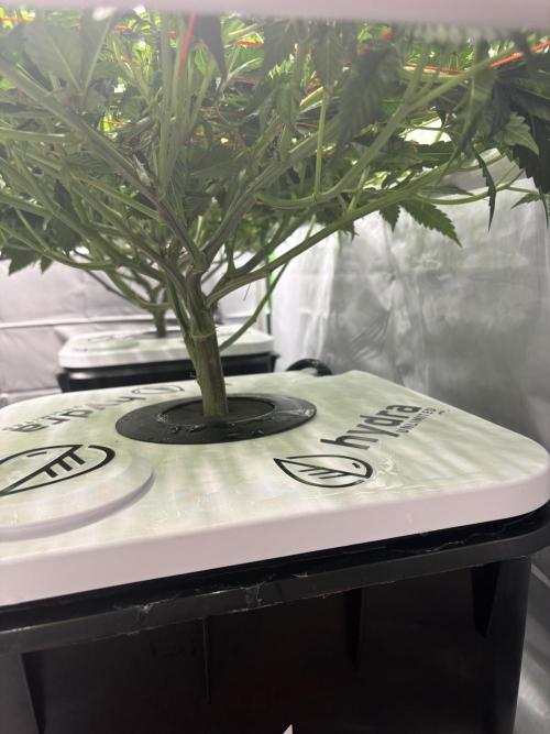 Black Powdered - RDWC. Week 6