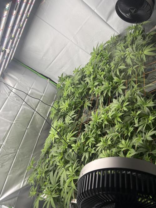 Black Powdered - RDWC. Week 6