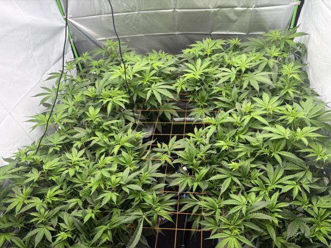 Black Powdered - RDWC. Week 6