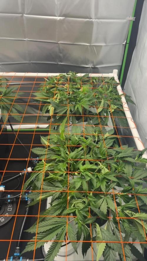 Black Powdered - RDWC