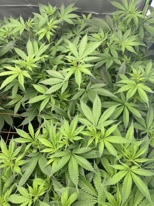 Black Powdered - RDWC. Week 7